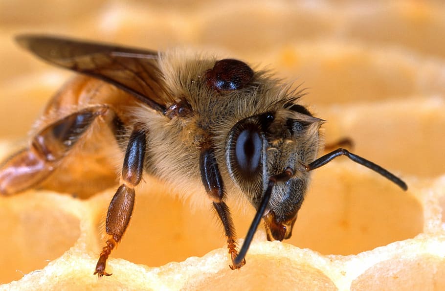 Phoretic mite on bee